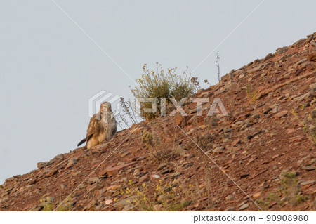 a buzzard sits on a mountain and looks for prey a buzzard sits on a mountain and looks for prey 90908980