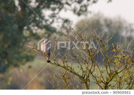 a pigeon sits on an old bare tree a pigeon sits on an old bare tree 90908981
