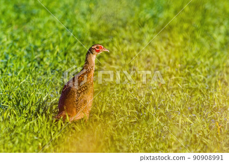 a young pheasant rooster in a meadow a young pheasant rooster in a meadow 90908991