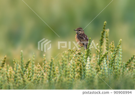 a female stonechat sits on a wheat ear and looks for food 90908994