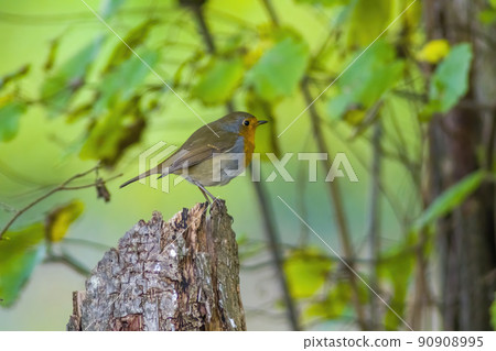 a robin sits on a branch a robin sits on a branch 90908995
