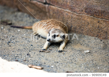 神奈川縣橫濱市橫濱動物園 Zurasia Meerkat 神奈川縣橫濱市橫濱動物園 Zurasia Meerkat 90909149