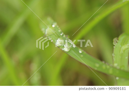 Up of various raindrops, one of the many leaves of crabgrass. Leaves grow from top left to bottom right Up of various raindrops, one of the many leaves of crabgrass. Leaves grow from top left to bottom right 90909181