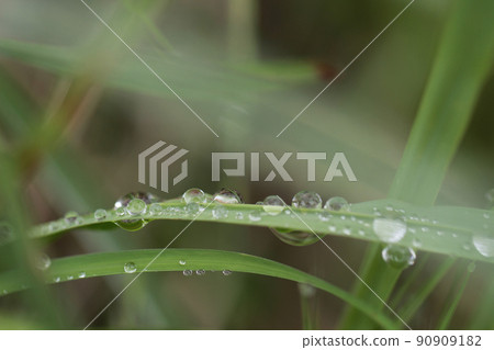 A lot of raindrops on the leaves of crabgrass. Image with a slight pull 90909182