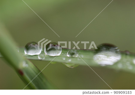 馬唐葉子上的多個雨滴的宏。略亮的圖像 馬唐葉子上的多個雨滴的宏。略亮的圖像 90909183