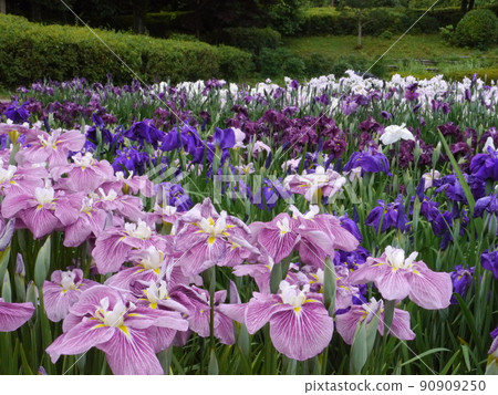 Hanashobu of Minazukien in Kanagawa Prefectural Sagamihara Park Hanashobu of Minazukien in Kanagawa Prefectural Sagamihara Park 90909250