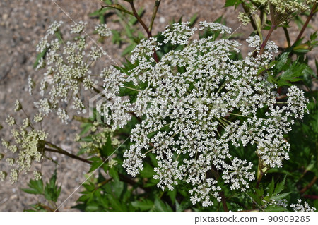 當歸(繖形科)多年生植物 當歸(繖形科)多年生植物 90909285