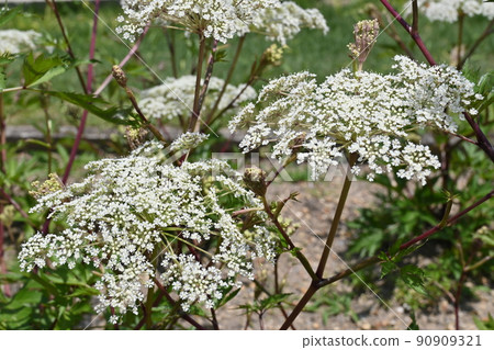 Perennial plant of Angelica acutiloba (Umbelliferae) Perennial plant of Angelica acutiloba (Umbelliferae) 90909321