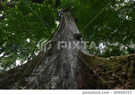 [Indonesia Bogor] Giant tree Mengaris 90909355