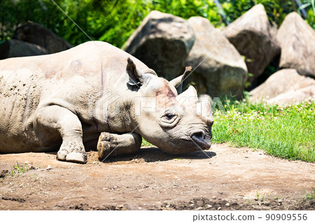 神奈川縣橫濱市橫濱動物園Zurasia Higacyclosai 神奈川縣橫濱市橫濱動物園Zurasia Higacyclosai 90909556