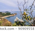 熱帶海洋植物海岸花枝背景觀光 90909558