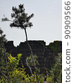 歷史牆舊松樹遺址廢棄建築遺址景觀 90909566