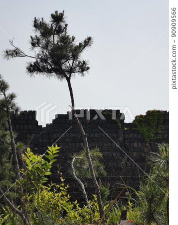 歷史牆舊松樹遺址廢棄建築遺址景觀 90909566