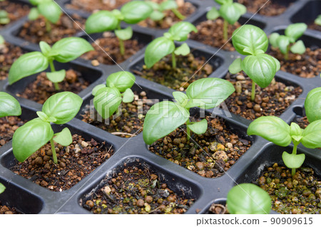 羅勒幼苗 90909615