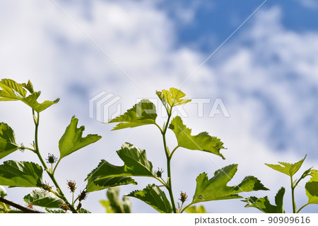 桑葉芽 桑葉芽 90909616