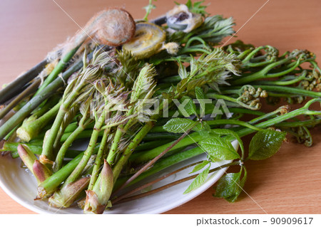 Assorted wild plants 90909617