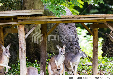 神奈川縣橫濱市橫濱動物園 Zurasia袋鼠被雷聲嚇到 90909979