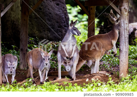 神奈川縣橫濱市橫濱動物園Zoorasia的袋鼠被突如其來的雷暴嚇壞了 神奈川縣橫濱市橫濱動物園Zoorasia的袋鼠被突如其來的雷暴嚇壞了 90909985