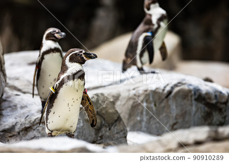 神奈川縣橫濱市 橫濱動物園 Zurasia Humboldt Penguins 神奈川縣橫濱市 橫濱動物園 Zurasia Humboldt Penguins 90910289