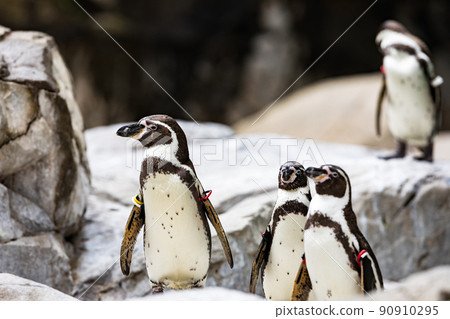 神奈川縣橫濱市 橫濱動物園 Zurasia Humboldt Penguins 神奈川縣橫濱市 橫濱動物園 Zurasia Humboldt Penguins 90910295