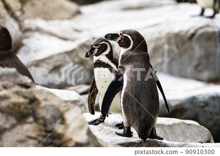 神奈川縣橫濱市 橫濱動物園 Zurasia Humboldt Penguins 神奈川縣橫濱市 橫濱動物園 Zurasia Humboldt Penguins 90910300