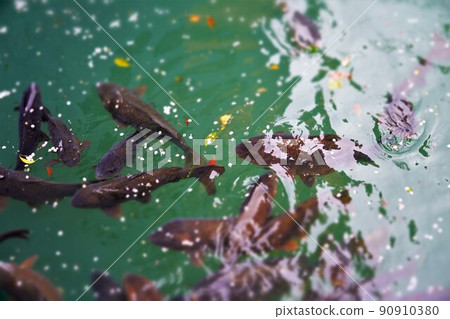 櫻花花瓣和鯉魚 櫻花花瓣和鯉魚 90910380