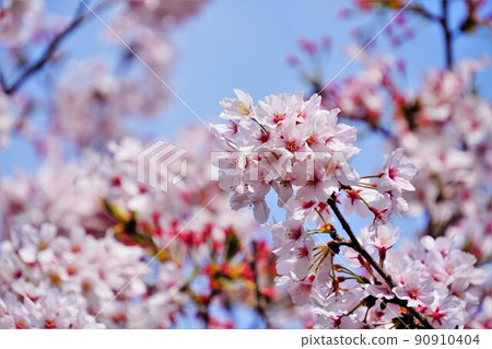 櫻花 櫻花 90910404