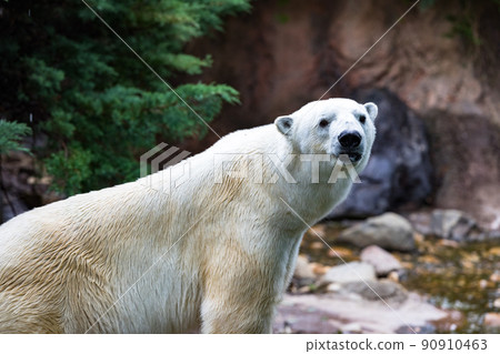 神奈川縣橫濱市橫濱動物園 Zurasia Shirokuma 神奈川縣橫濱市橫濱動物園 Zurasia Shirokuma 90910463