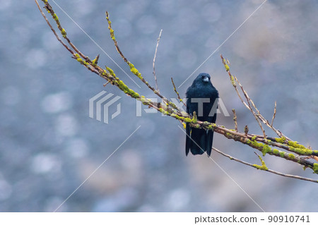 a raven sits on a branch 90910741
