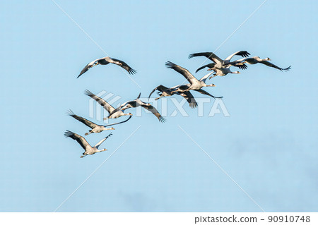 several cranes fly in the sky several cranes fly in the sky 90910748