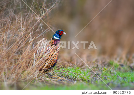 a pheasant rooster in a field a pheasant rooster in a field 90910776