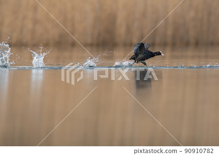 a coot starting flight on a lake a coot starting flight on a lake 90910782