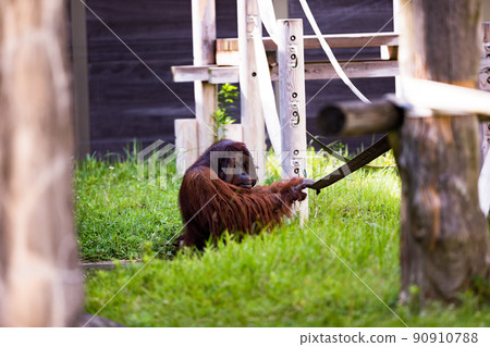 Yokohama City, Kanagawa Prefecture Yokohama Zoo Zurasia Forest People Orangutan 90910788