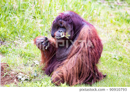 Yokohama City, Kanagawa Prefecture Yokohama Zoo Zurasia Forest People Orangutan Yokohama City, Kanagawa Prefecture Yokohama Zoo Zurasia Forest People Orangutan 90910793