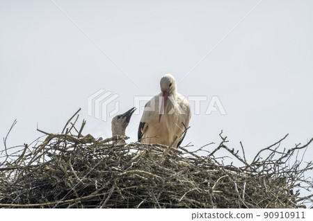 a white stork with chicks in its nest a white stork with chicks in its nest 90910911