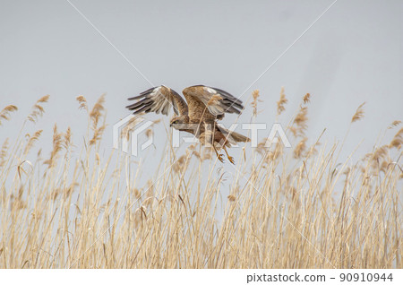 a male marsh harrier flies out of the reeds of a lake 90910944