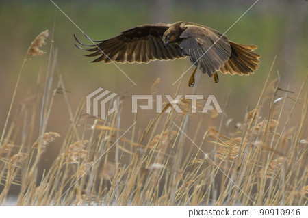 a female marsh harrier flies out of the reeds of a lake a female marsh harrier flies out of the reeds of a lake 90910946