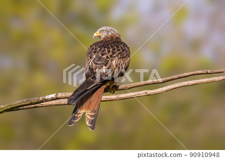 a red kite sits on a branch and looks for prey 90910948