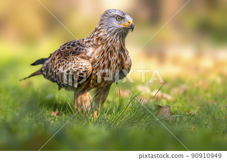 a red kite runs across a meadow and hunts looks for prey 90910949