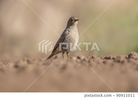 a female redstart looking for food on a freshly plowed field a female redstart looking for food on a freshly plowed field 90911011
