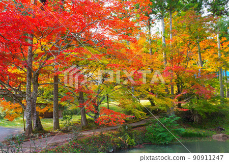 京都龜岡龍園寺的秋葉 京都龜岡龍園寺的秋葉 90911247