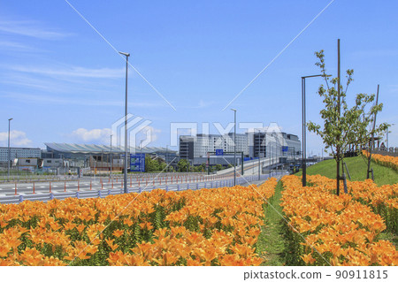 Soramenade羽田綠地入口處盛開的百合花 90911815