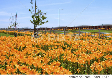 Soramenade羽田綠地入口處盛開的百合花 90911816