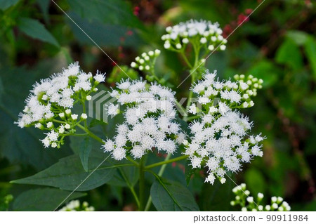 小白花丸葉紫藤袴 小白花丸葉紫藤袴 90911984