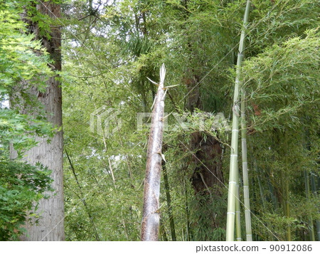Bamboo shoots Bamboo shoots 90912086