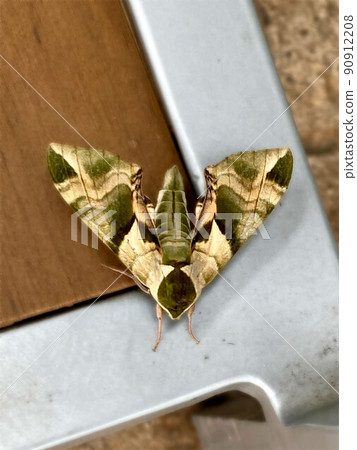 Callambulyx tattoo with beautiful green and beige patterns 90912208