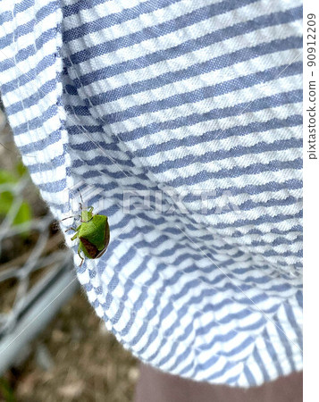 Stink bug on the hat 90912209