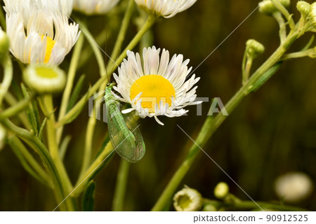 Green lacewing midge with transparent wings. Green lacewing midge with transparent wings. 90912525