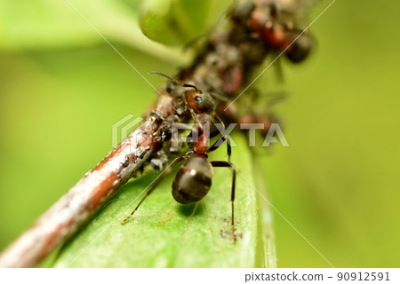 An ant on a tree branch covered with aphids. 90912591