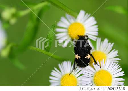 Glycyphana vulgaris eating pollen (Saitama Prefecture / June) 90912848